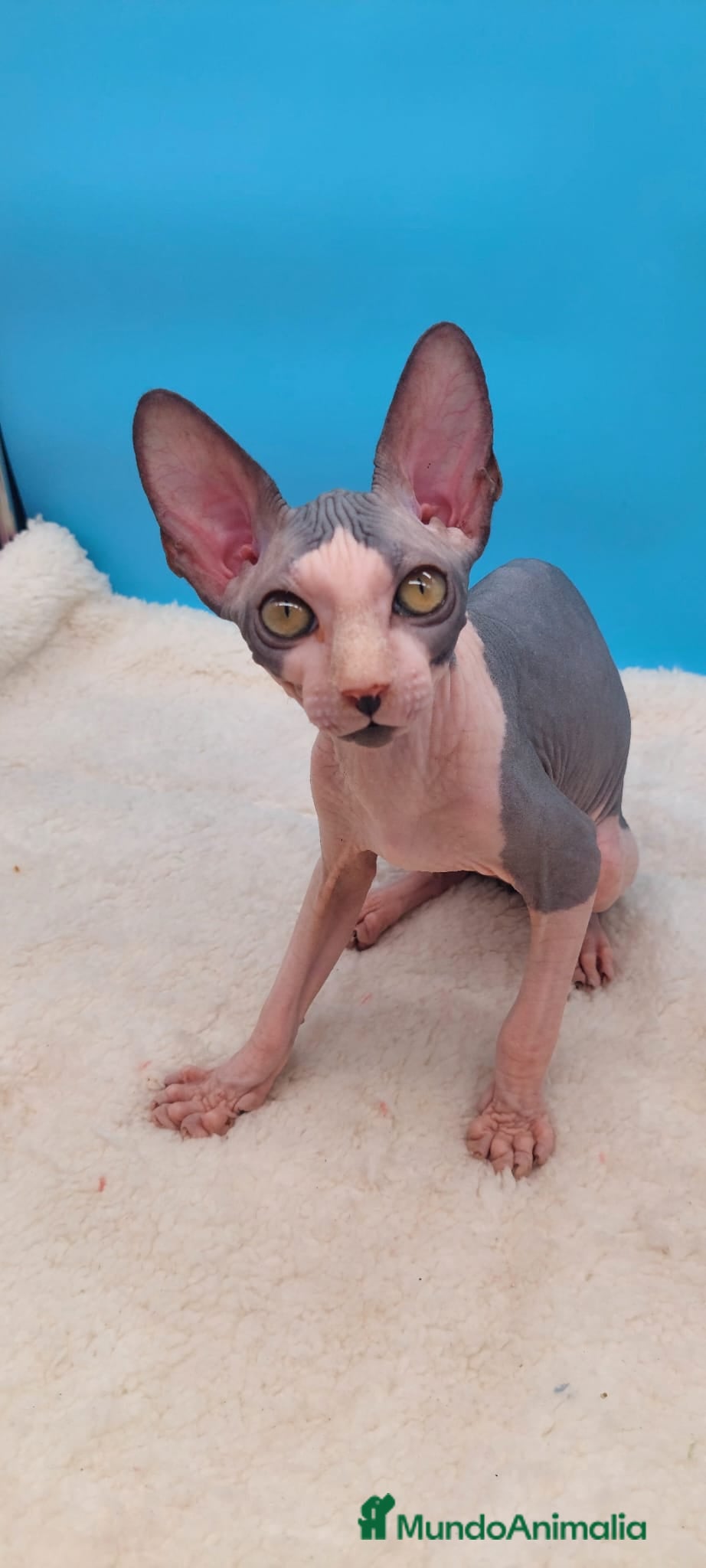 Sphynx gatos Machito bicolor  - Anuncio 5
