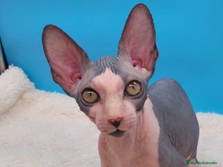Sphynx gatos Machito bicolor - Anuncio 6