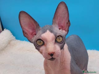Sphynx gatos Machito bicolor - Anuncio 19