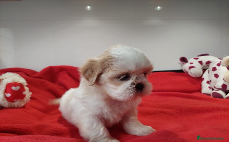 Shih Tzu perros - Anuncio 1