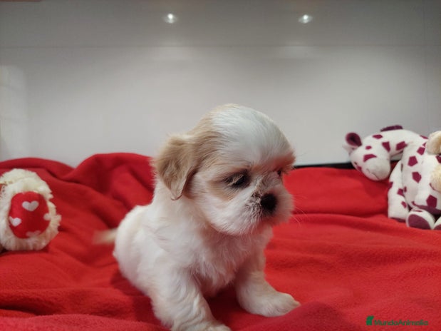 Shih Tzu perros SHIH TZU HEMBRA CALIDAD Y SELECCIÓN - Anuncio 1