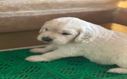 Golden Retriever perros en venta: GOLDEN RETRIEVER NACIONAL  en Barcelona - Imagen 4