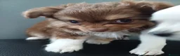 Chihuahua perros en venta: CHIHUAHUA CACHORROS PRECIOSOS  - Anuncio 4