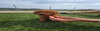 Caniche Toy 1