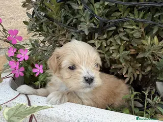 Maltipoo perros Maltipoo Toy macho y hembra !!! - Anuncio 1