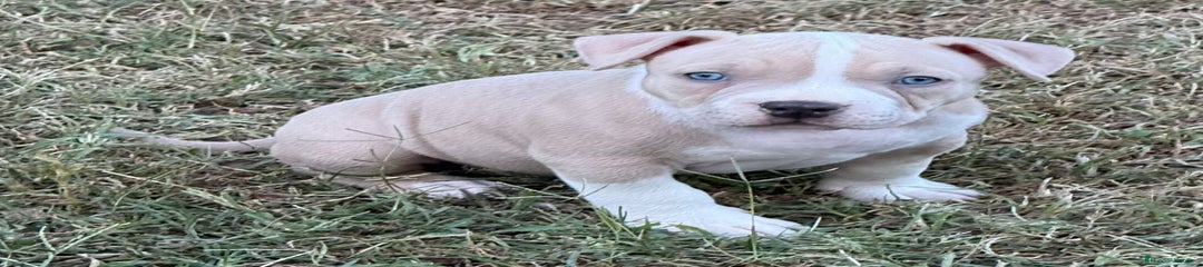 American Bully Cachorro 1