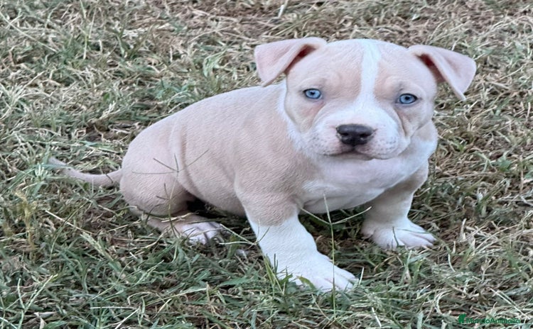 American Bully perros - Anuncio 1
