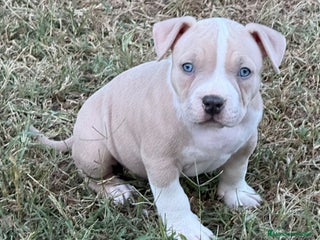American Bully perros - Anuncio 14