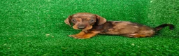 Teckel Miniatura perros en venta: Teckel miniatura  - Anuncio 12