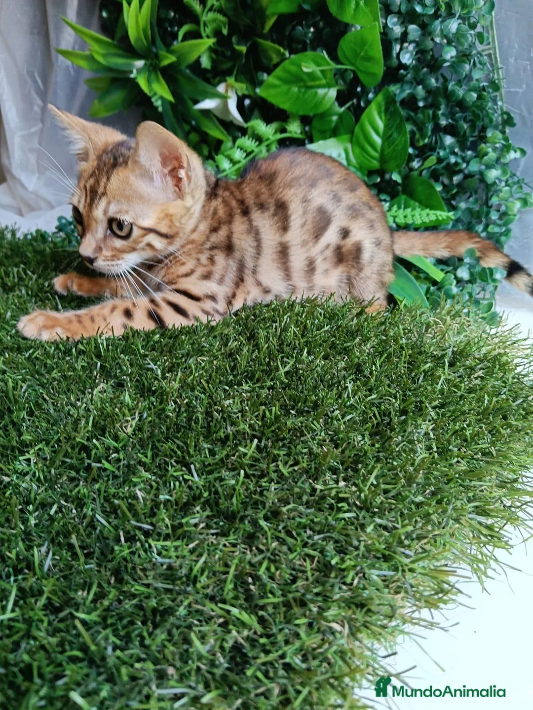 Bengalí gatos en venta: Gatos Bengalí  - Anuncio 2