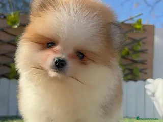 Pomerania perros POMERANIA HEMBRA - Anuncio 1
