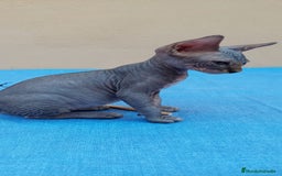 Sphynx gatos en venta: Nueva camada de gatitos sphynx  - Imagen 6
