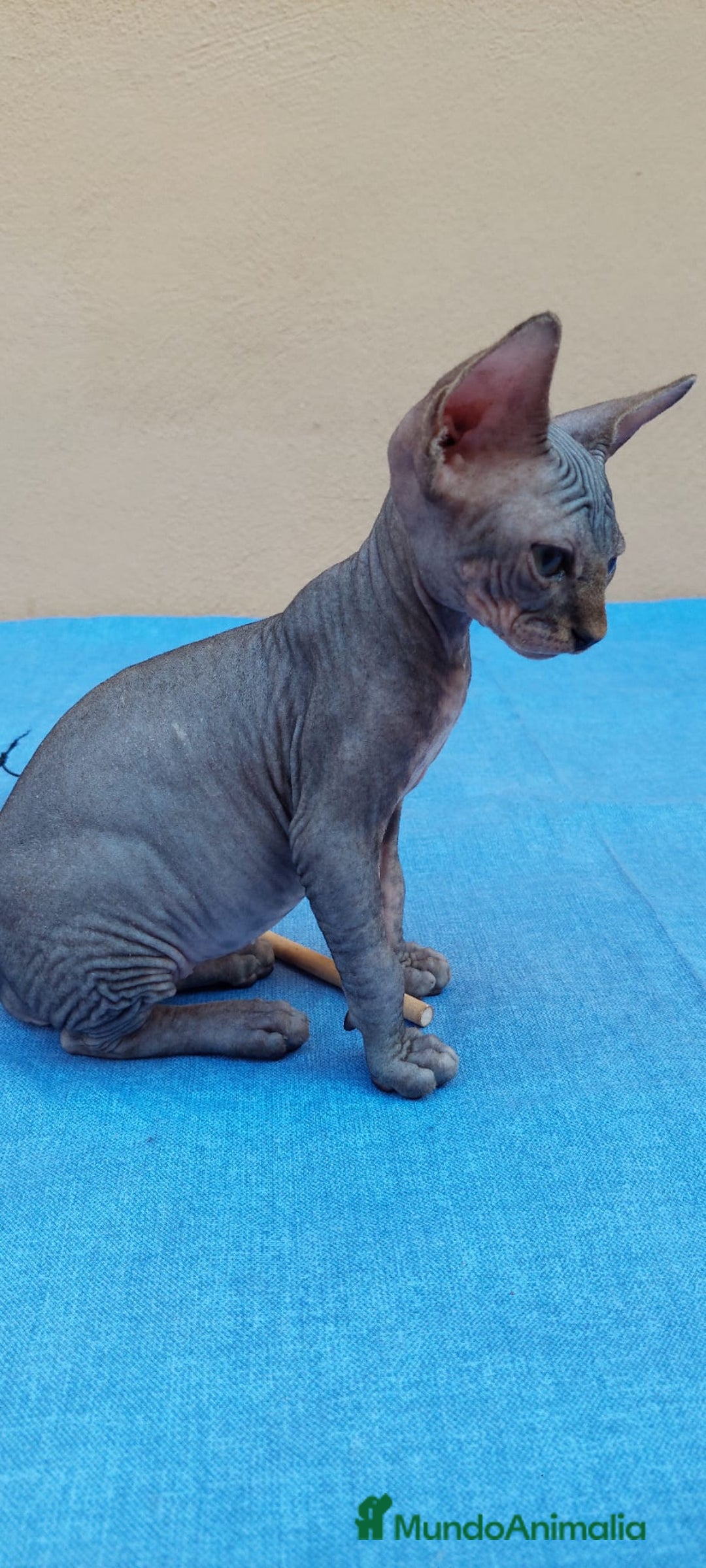 Sphynx gatos en venta: Nueva camada de gatitos sphynx  - Imagen 6