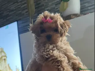 Maltipoo perros Maltipoo asiático miniatura - Anuncio 3