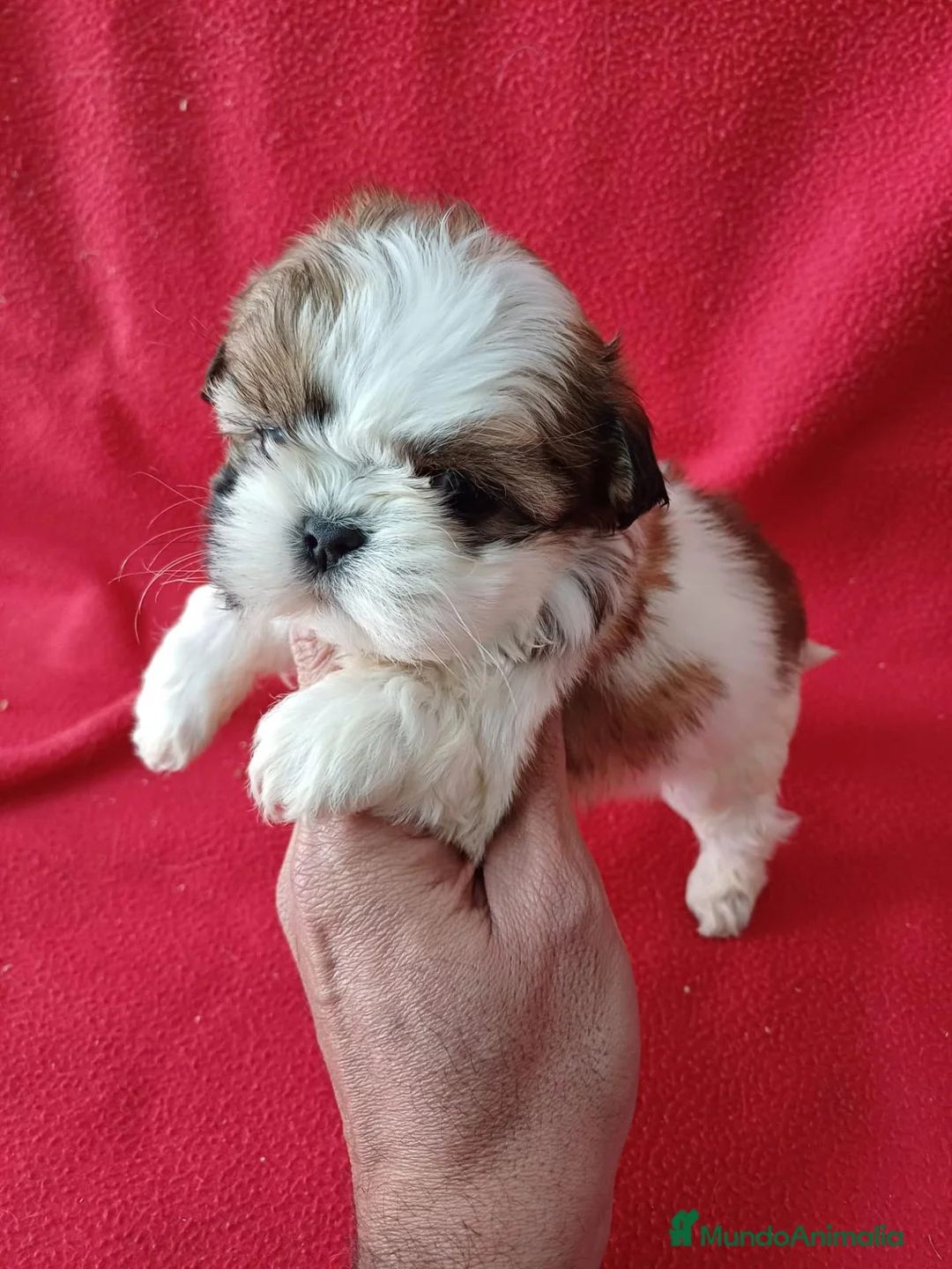 Shih Tzu perros en venta: Shitzhu  - Anuncio 2