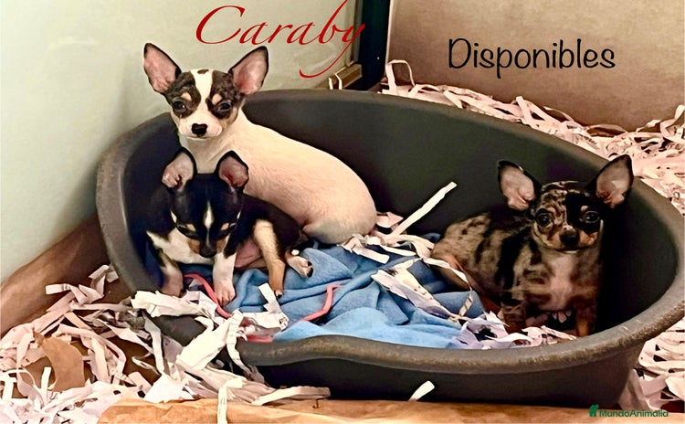 Chihuahua perros en Alicante - Propaganda 12