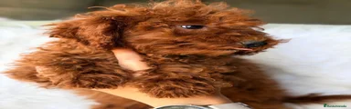 Caniche Enano 2