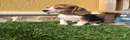 Beagle perros en venta: Preciosos cachorros de Beagle  - Anuncio 25