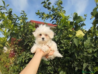 Bichón Maltés perros Bichón maltés toy - Anuncio 1
