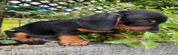 Teckel perros en venta: Teckel miniatura  en Toledo - Anuncio 3