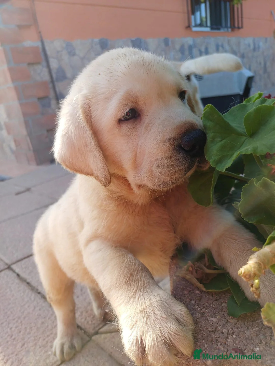 Labrador Retriever perros en venta: Labrador retriever dorado  - Anuncio 2