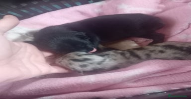 Chihuahua perros - Anuncio 4