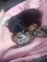 Chihuahua perros - Anuncio 6