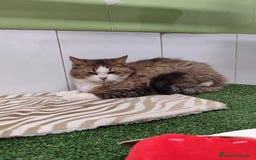 Raza Mixta gatos en venta: Persa con Angora - Imagen 2
