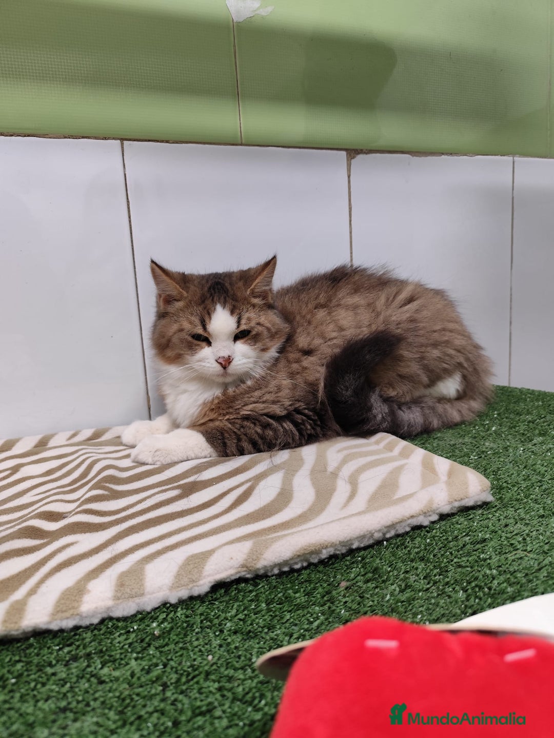 Raza Mixta gatos en venta: Persa con Angora - Imagen 2