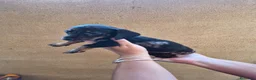 Teckel Miniatura perros en venta: Impresionantes Teckel arlequines minis  - Anuncio 6