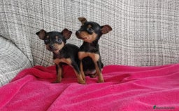 Pinscher Miniatura perros en venta: Pincher miniatura - Imagen 1