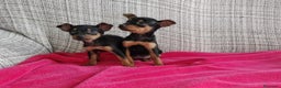 Pinscher Miniatura perros en venta: Pincher miniatura - Anuncio 1