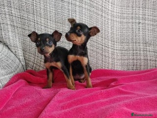 Pinscher Miniatura perros - Anuncio 2