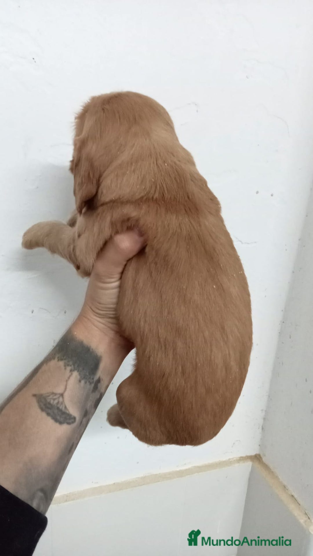 Cocker Spaniel Inglés perros en venta: Cocker Spaniel  - Imagen 3