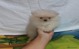 Pomerania perros en venta: PRECIOSO MACHITO CHIQUITIN DE POMERANIA - Imagen 2