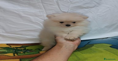 Pomerania perros - Anuncio 2