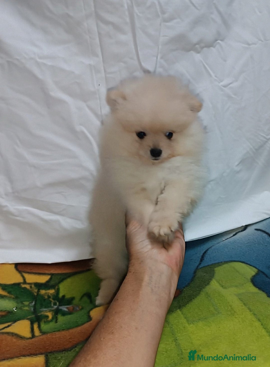 Pomerania perros en venta: PRECIOSO MACHITO CHIQUITIN DE POMERANIA - Imagen 2