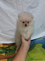 Pomerania perros - Anuncio 1