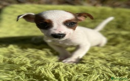 Jack Russell Terrier perros en venta: Jack russell pata corta - Imagen 4