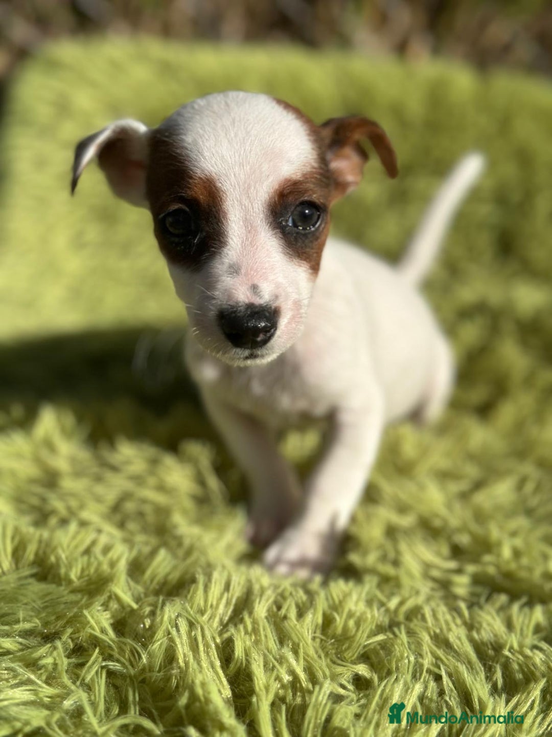 Jack Russell Terrier perros en venta: Jack russell pata corta - Imagen 4