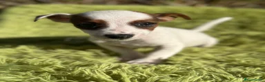 Jack Russell Terrier Cachorro 2