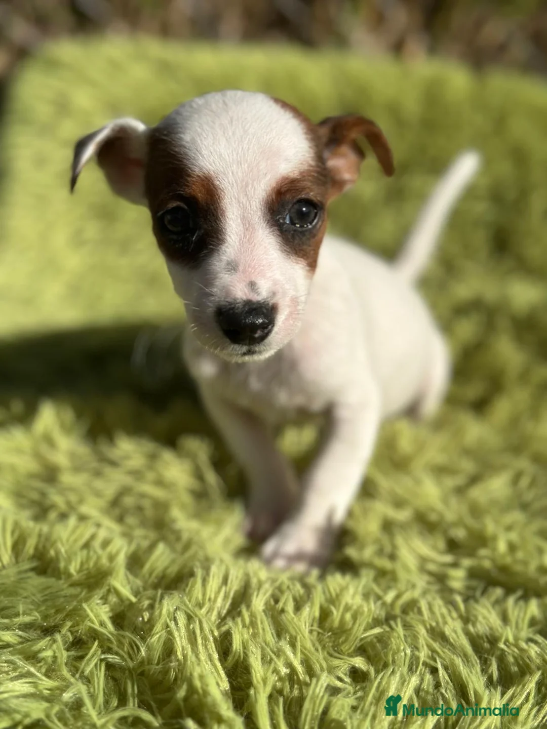 Jack Russell Terrier perros en venta: Jack russell pata corta - Anuncio 4
