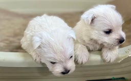 West Highland White Terrier perros en venta: WEST HISTLAND TERRIER - Imagen 4