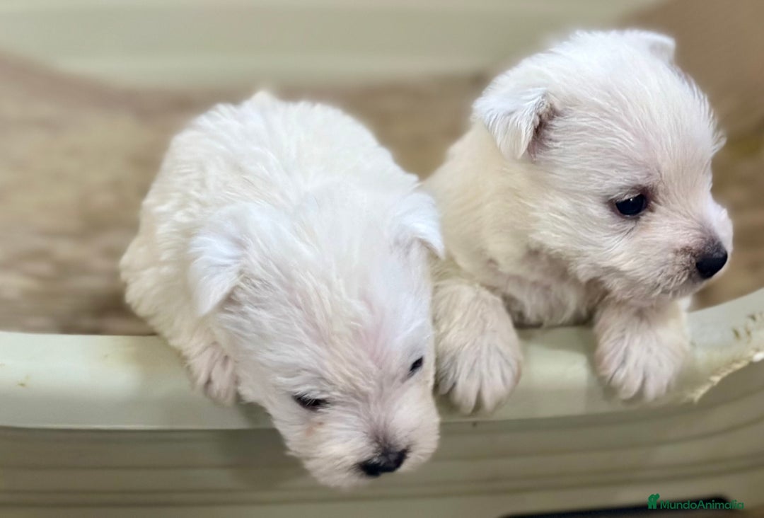 West Highland White Terrier perros en venta: WEST HISTLAND TERRIER - Imagen 4