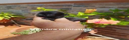 Chihuahua perros en venta: Exclusivos cachorros de chihuahua - Anuncio 10