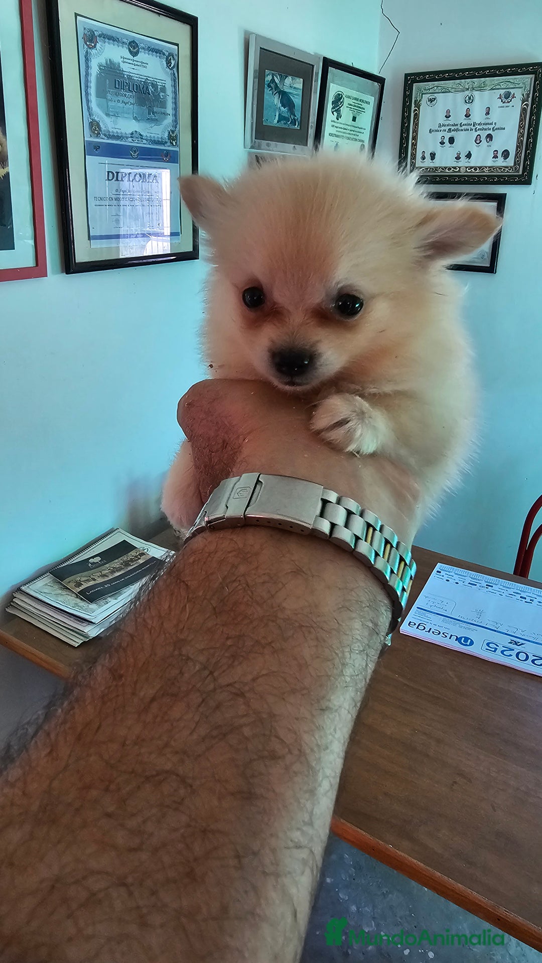 Pomerania perros en venta: Increíble cachorrita Pomerania - Imagen 1