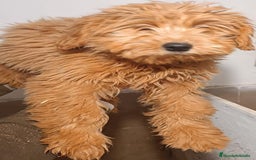 Goldendoodle perros en venta: Goldendoodle - Anuncio 2