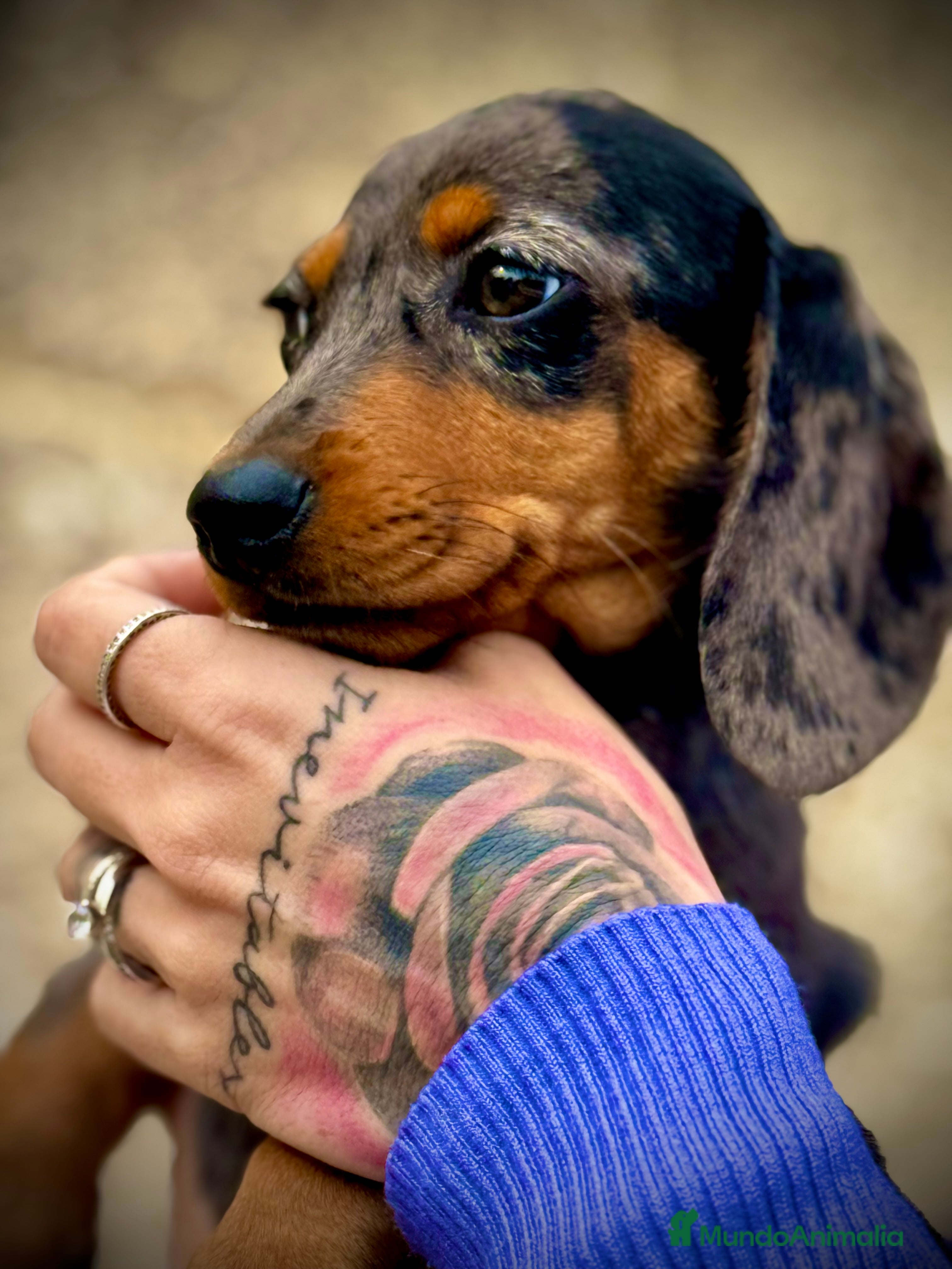 Teckel Miniatura perros Teckel Arlequín Plata en Illes Balears - Anuncio 29