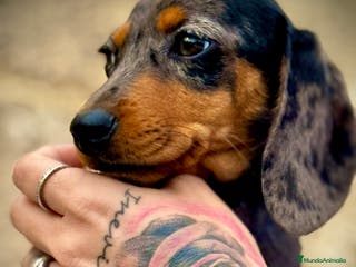 Teckel Miniatura perros Teckel Arlequín Plata en Illes Balears - Anuncio 26