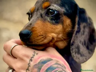 Teckel Miniatura perros Teckel Arlequín Plata en Illes Balears - Anuncio 7